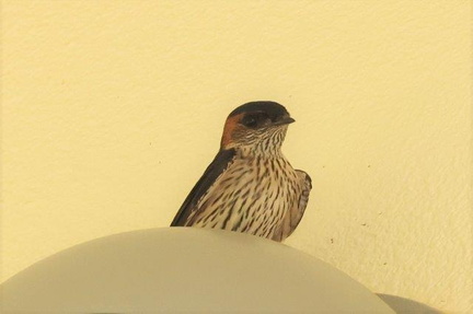 コシアカツバメ2023.07.14平塚