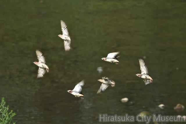 コムクドリ2023.07.18平塚.jpg