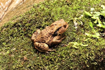アズマヒキガエル2023.06.28厚木（撮影　鈴木真由美）