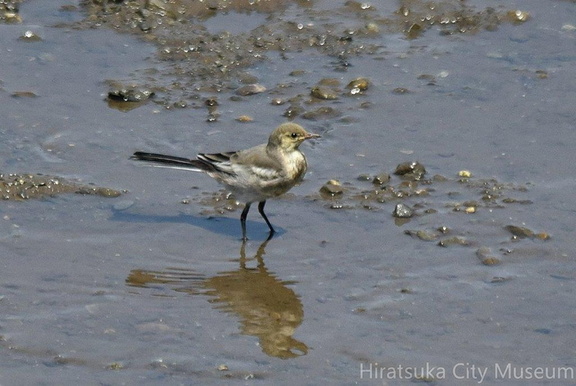 ハクセキレイ幼鳥2023.08.19平塚（撮影　岡根武彦）