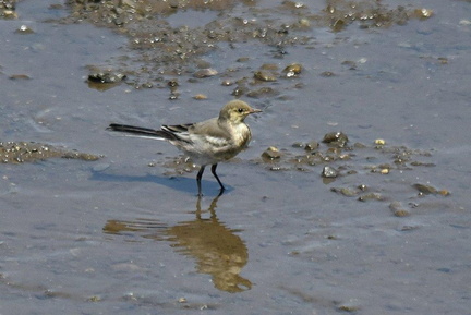ハクセキレイ幼鳥2023.08.19平塚（撮影　岡根武彦）