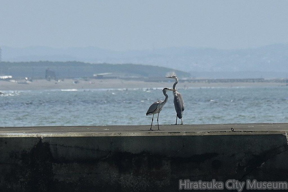 アオサギ2023.08.19平塚（撮影　岡根武彦）