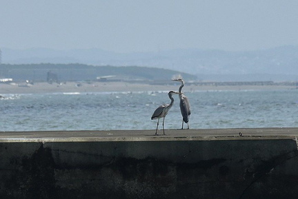 アオサギ2023.08.19平塚（撮影　岡根武彦）