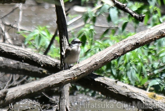オナガ幼鳥2023.08.03平塚（撮影　岡根武彦）