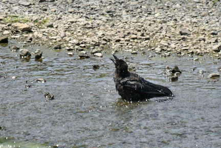 カラスの行水2023.07.31平塚（撮影　岡根武彦）