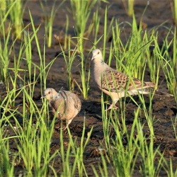 平塚と周辺の野鳥（撮影　鈴木真由美）
