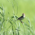 セッカ2023.08.03平塚（撮影　鈴木真由美）