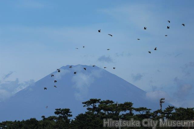 富士山の前のアオバト2023.08.31大磯（撮影　鈴木真由美）.jpg