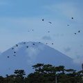 富士山の前のアオバト2023.08.31大磯（撮影　鈴木真由美）