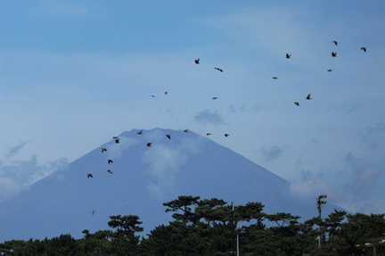 富士山の前のアオバト2023.08.31大磯（撮影　鈴木真由美）
