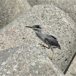 平塚と周辺の野鳥（撮影　鈴木真由美）