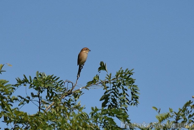 モズ♀2023.10.21平塚（撮影　岡根武彦）.jpg