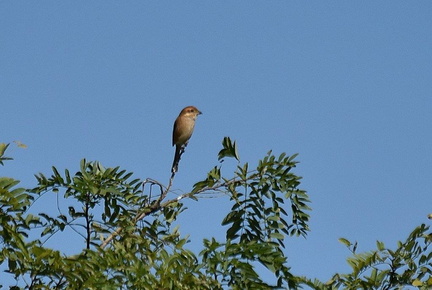 モズ♀2023.10.21平塚（撮影　岡根武彦）