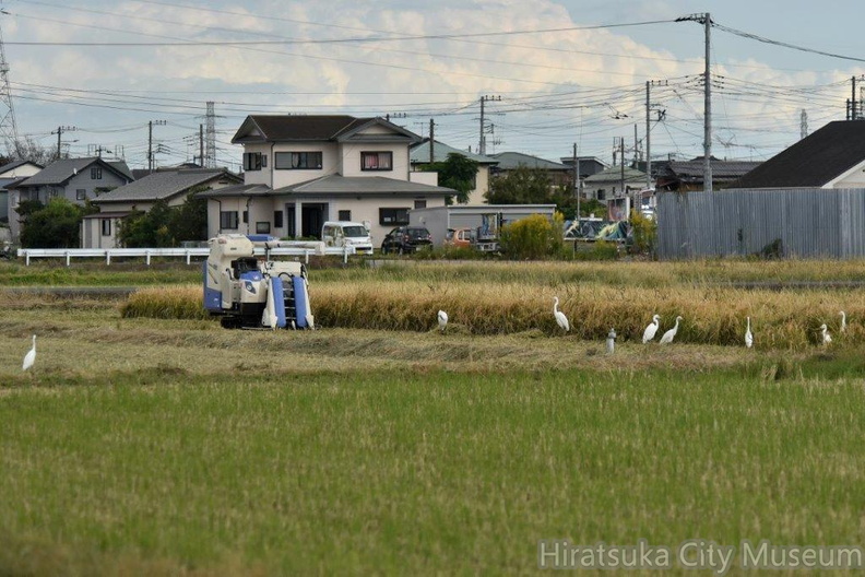 刈り取りを待つチュウサギ2023.10.21平塚（撮影　岡根武彦）.jpg