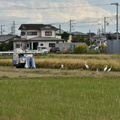 刈り取りを待つチュウサギ2023.10.21平塚（撮影　岡根武彦）