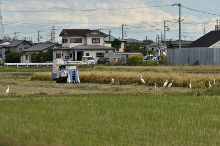 刈り取りを待つチュウサギ2023.10.21平塚（撮影　岡根武彦）