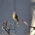 ジョウビタキ♀2023.10.27平塚（撮影　岡根武彦）