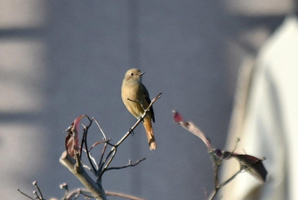 ジョウビタキ♀2023.10.27平塚（撮影　岡根武彦）