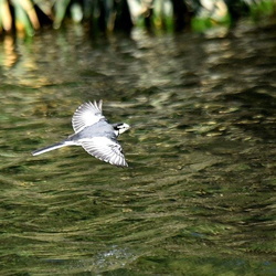 平塚の野鳥（撮影　岡根武彦）