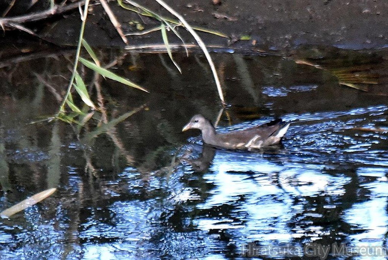 バン幼鳥2023.10.21平塚（撮影　岡根武彦）.jpg