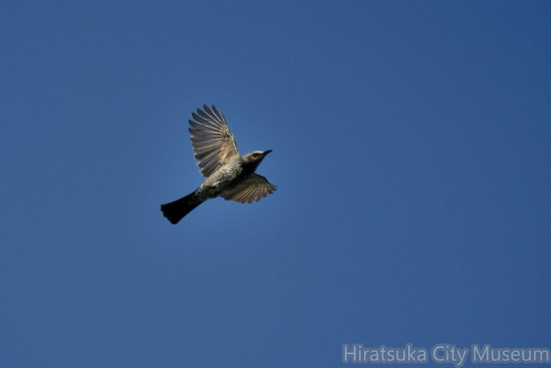 ヒヨドリ2023.10.18平塚（撮影　岡根武彦）.jpg