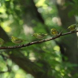 平塚と周辺の野鳥（撮影　鈴木真由美）