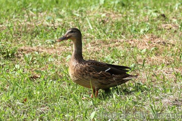 マガモ♀2023.10.18中井（撮影　鈴木真由美）.jpg