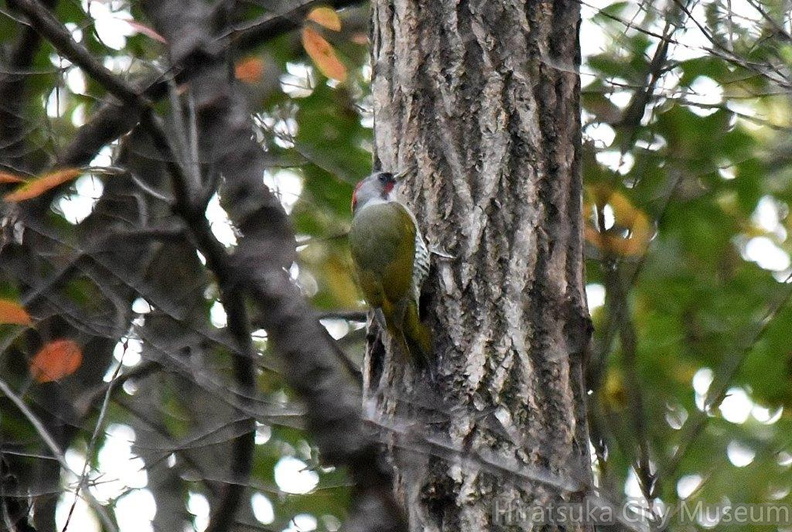 アオゲラ♂2023.11.09平塚（撮影　岡根武彦）.jpg