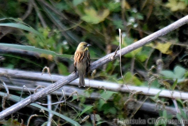 アオジ♀2023.11.04平塚（撮影　岡根武彦）.jpg