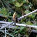 アオジ♀2023.11.04平塚（撮影　岡根武彦）