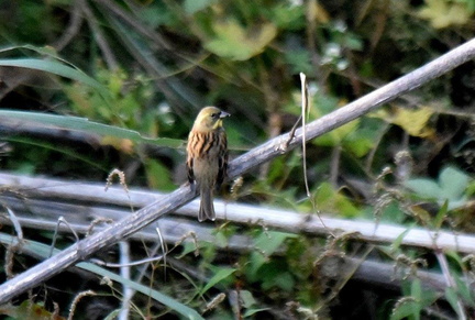 アオジ♀2023.11.04平塚（撮影　岡根武彦）