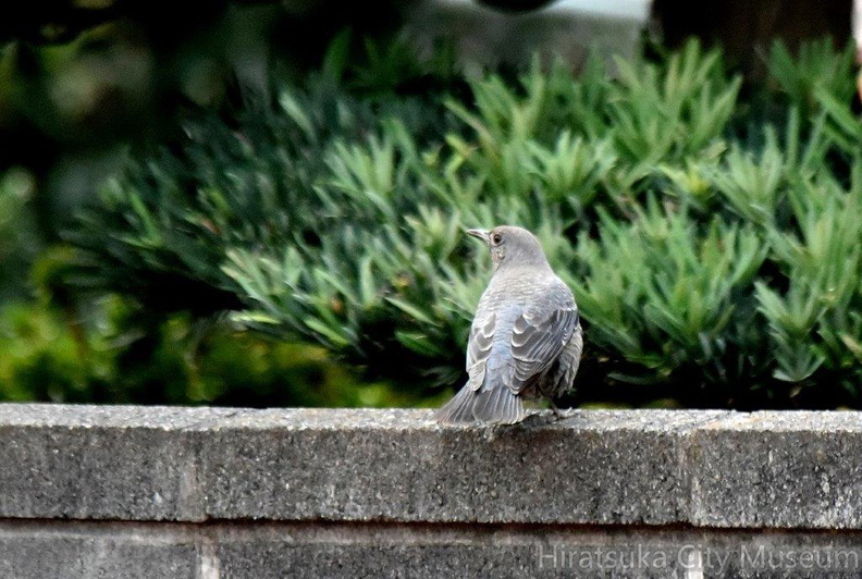 イソヒヨドリ♀2023.11.25平塚（撮影　岡根武彦）.jpg