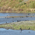 カラスの行水2023.11.20平塚（撮影　岡根武彦）
