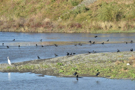 カラスの行水2023.11.20平塚（撮影　岡根武彦）