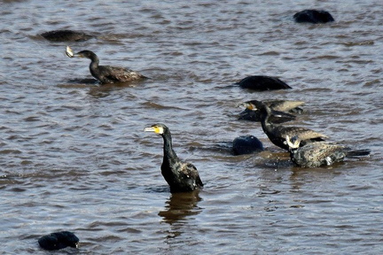 カワウ追い込み漁2023.11.21平塚（撮影　岡根武彦）
