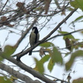 シジュウカラ♀2023.11.23平塚（撮影　岡根武彦）