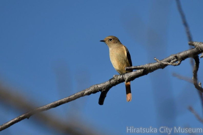 ジョウビタキ♀2023.11.20平塚（撮影　岡根武彦）.jpg