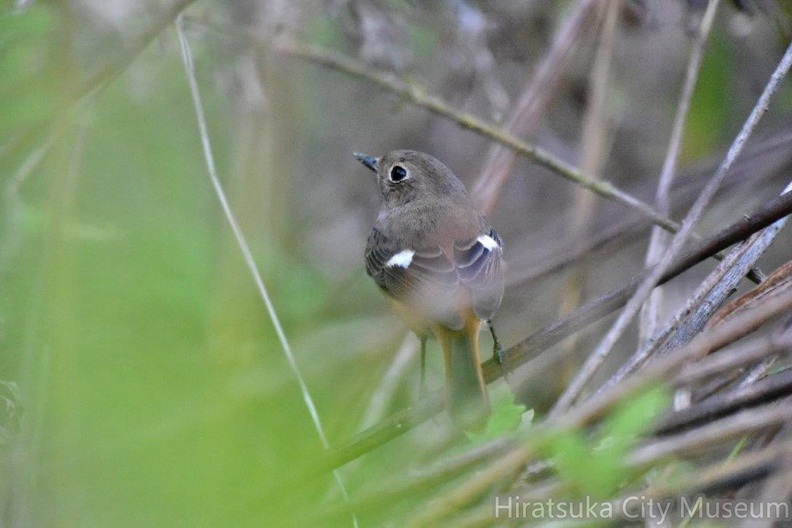 ジョウビタキ♀2023.11.20平塚2（撮影　岡根武彦）.jpg