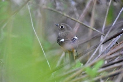 ジョウビタキ♀2023.11.20平塚2（撮影　岡根武彦）