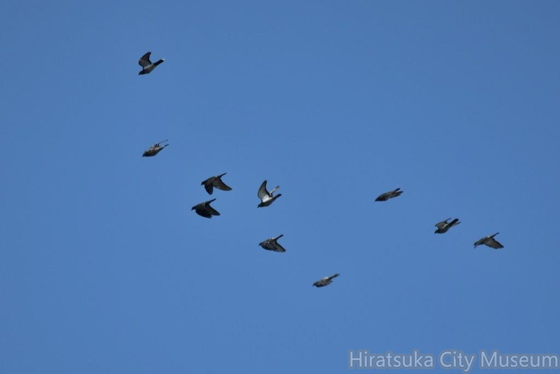 ドバト2023.11.20平塚（撮影　岡根武彦）.jpg