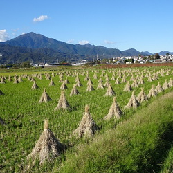 秋の自然観察（撮影　松本富美江）