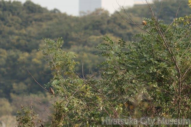 アリスイ、モズ2023.10.25平塚（撮影　鈴木真由美）.jpg