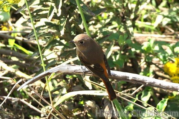 ジョウビタキ♀2023.10.27平塚（撮影　鈴木真由美）