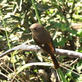 ジョウビタキ♀2023.10.27平塚（撮影　鈴木真由美）