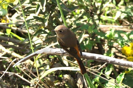 ジョウビタキ♀2023.10.27平塚（撮影　鈴木真由美）