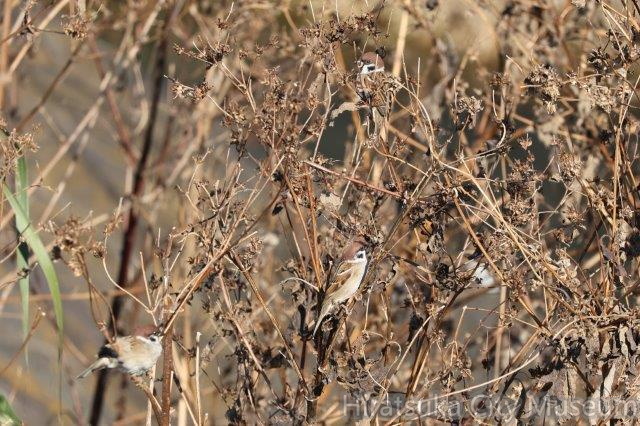 スズメ2023.11.16平塚（撮影　鈴木真由美）.jpg