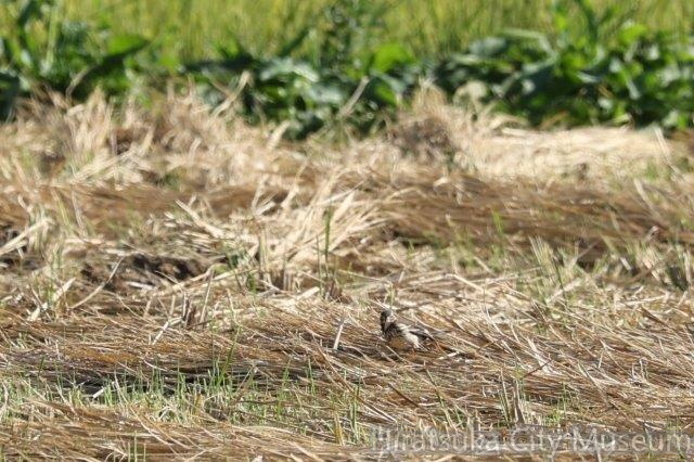タヒバリ2023.11.08平塚（撮影　鈴木真由美）.jpg