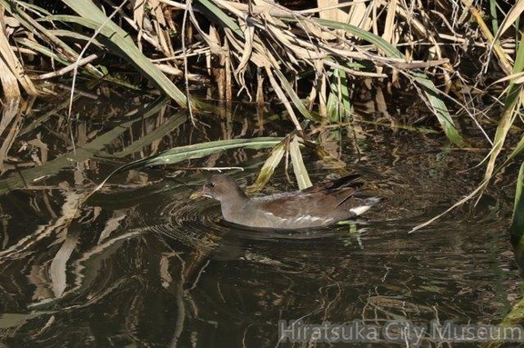 バン幼鳥2023.11.16平塚（撮影　鈴木真由美）