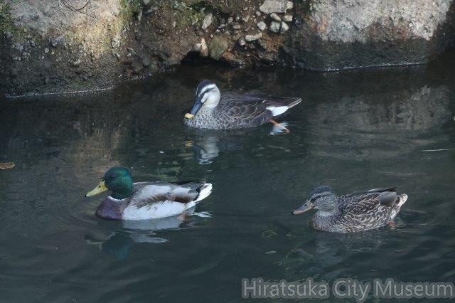 マガモ、カルガモ2023.11.16平塚（撮影　鈴木真由美）.jpg