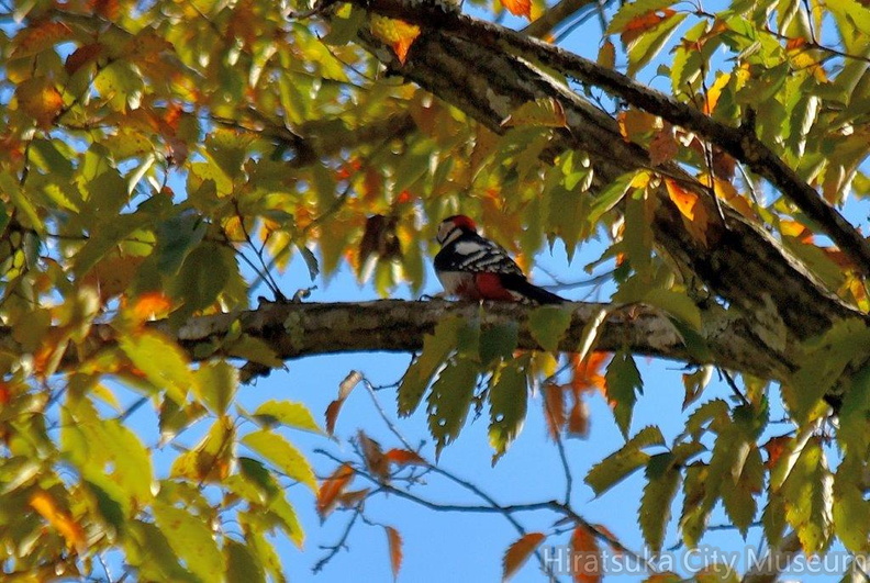 アカゲラ♂2023.12.01平塚（撮影　岡根武彦）.jpg